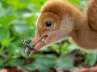 A1G6001c2  Sandhill Crane (Antigone canadensis) - pair with 4-day-old colts